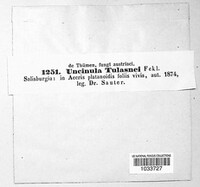 Sawadaea tulasnei image